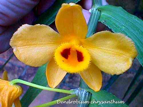 Dendrobium chrysanthum